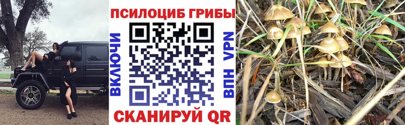 KRAKEN ссылка  Катав-Ивановск  Галлюциногенные грибы ЛСД 